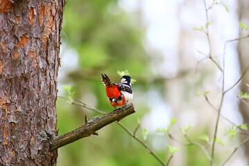 spotted woodpecker on tree, springtime beautiful forest bird in spring