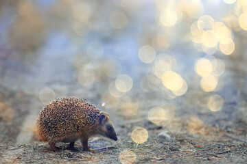 animal wild in nature hedgehog in the forest, european hedgehog runs