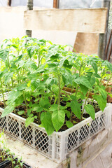 Young tomato plants in the store. Sale of seedlings in a store for gardeners. - 433901592