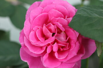 Very beautiful flowers and plant