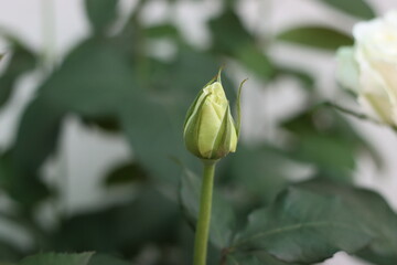 Very beautiful flowers and plant