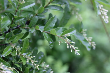 Very beautiful flowers and plant
