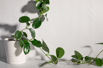 Indoor plant Hoya against white wall in sunlight with long shadows. Home gardening concept....