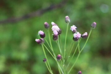 Very beautiful flowers and plant