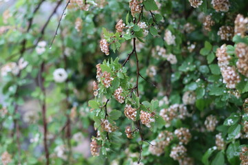 Very beautiful flowers and plant