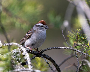 Chipping Sparrow Photo Stock. Close-up profile side view perched on a branch with a blur background and enjoying its environment and habitat. Image. Picture. Portrait.