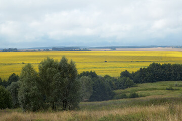 Naklejka premium Roadside view of a sunflower field