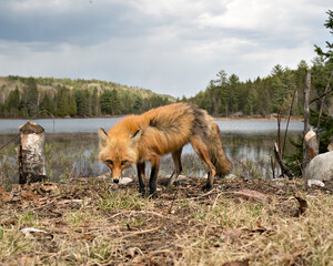 Red Fox Photo Stock. Fox Image.  Close-up profile side view with sky, clouds, water and forest landscape scenery background in the springtime  in its environment and habitat. Picture. Portrait.