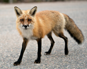 Fototapeta premium Red Fox Photo Stock. Fox Image. Close-up profile view looking at camera in the spring season with blur background in its environment and habitat. Picture. Portrait. Photo.