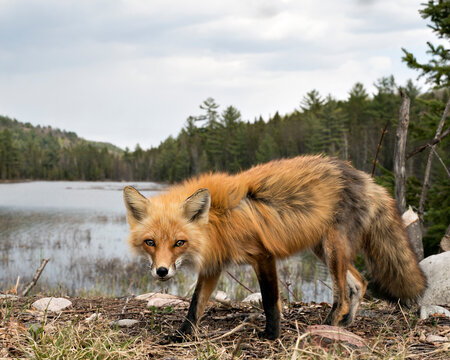 Red Fox Photo Stock. Fox Image. Close-up profile side view with sky, water and forest background landscape scenery in the springtime  in its environment and habitat. Picture. Portrait.
