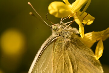 animals living in the forest