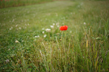 ポツリと一輪咲くポピー