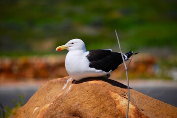 Seagull sitting on a brown rock at the coast near Cape Town in South Africa, on a sunny day