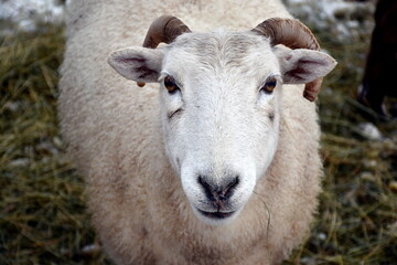 Porträt eines Schafbocks auf der Weide