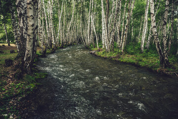 Scenic landscape with small river in birch grove in vintage tones. Atmospheric forest scenery with green mountain river with transparent water and stony bottom. Clear water in beautiful mountain brook