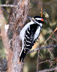 Woodpecker Stock Photos. Close-up profile view climbing tree trunk and displaying feather plumage in its environment and habitat in the forest with a blur background. Image. Picture. Portrait
