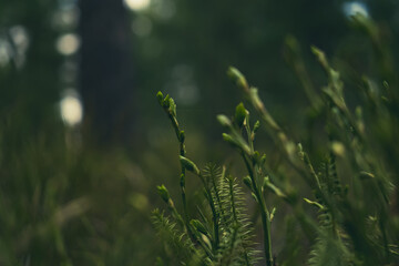Grass in the forest close-up. Bright sunlight. The concept of spring, nature, environment. Harmonious colors.