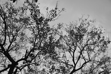 Black and white tree with leaves and branches in Indian forest