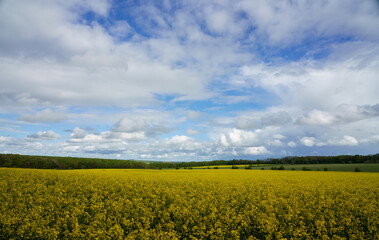 Fototapeta premium a bright yellow field full of rapeseed flowers under a blue cloudy sky