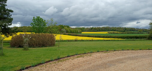 Fields of Gold - Canola Rapeseed 