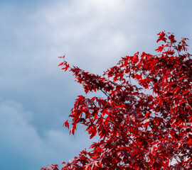 red maple tree