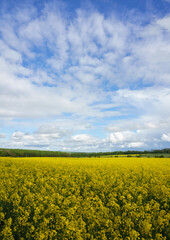 Fototapeta premium a bright yellow field full of rapeseed flowers under a blue cloudy sky