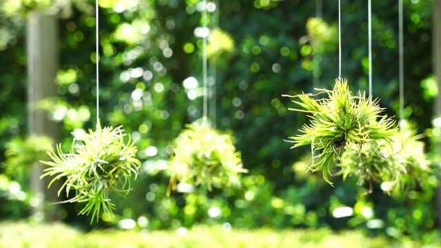 In summer, the soft sun shines in the nursery, Tillandsia ionantha or air pineapple, a popular ornamental plant that is used to purify the air to decorate the garden for its beauty.