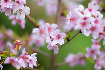 Apricot tree with blossoms in the garden, blurred backdrop. Apricot blossoms on branchlet in orchard, unfocused bg. Abloom apricot spray in the spring, blurry background. Pink spring apricot flowers