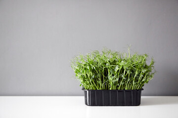 Pea shoots, microgreen in black tray on white table on gray wall background