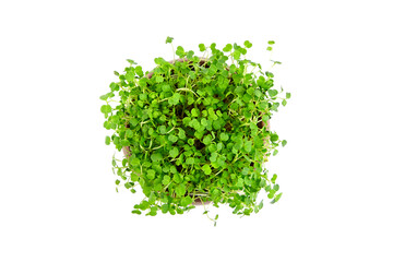 Fototapeta premium Microgreen sprouts, arugula shoots in wooden bowl isolated on white background
