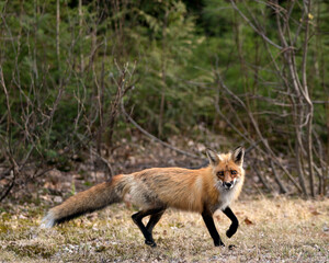 Fototapeta premium Red Fox Photo Stock. Fox Image. Close-up profile view side view and looking at camera in the spring season with blur forest background and enjoying its environment and habitat. Picture. Portrait.