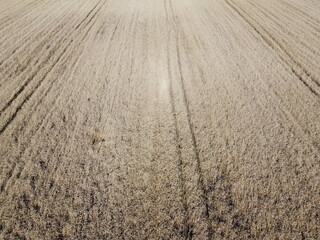 A bird's eye view of a field of ripe cereals. Agricultural landscape.