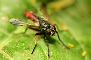 ducks are swimming on the lake