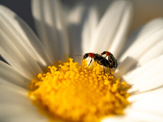 Mating on Bellis perennis