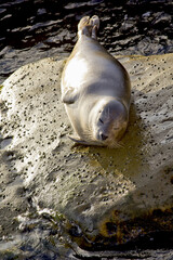 sea lion on the rock in la jolla cove , san diego in California