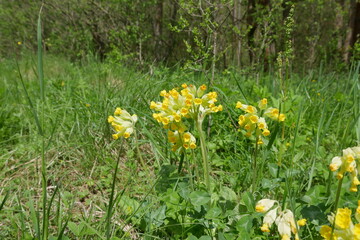 Schlüsselblumen im Wald