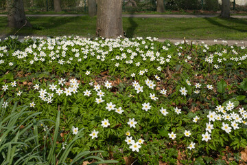 Blühende Buschwindröschen im Park, Münsterland, Nordrhein-Westfalen, Deutschland, Europa