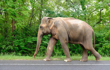 Fototapeta na wymiar Sri Lanka Polonnaruwa - Wild Elephant on the street