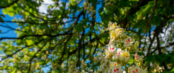 flowers on a tree