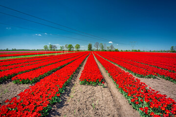 Beautiful blooming field of red tulips in northern Poland
