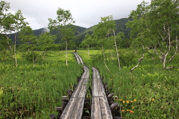 Fototapeta na wymiar 7月の尾瀬の風景。雨の降る湿原。湿地をまっすぐ伸びる木道。