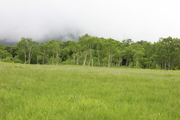 7月の尾瀬の風景。雨の降る湿原。