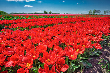 Beautiful blooming field of red tulips in northern Poland
