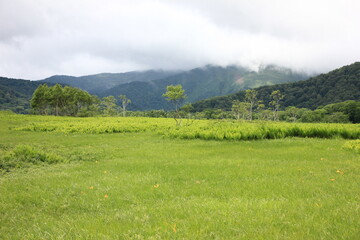 Fototapeta premium 7月の尾瀬の風景。雨の降る湿原。