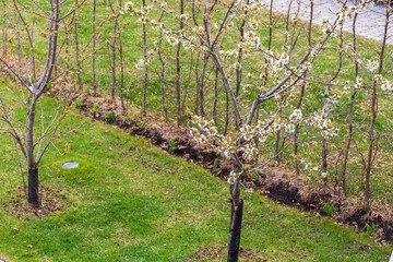 Beautiful landscape view of blooming cherry trees. Sweden.