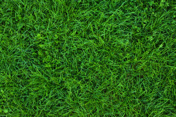 Long not cutted lawn texture. Long grass in park, overhead shot. Not mowed grass. Uncared green. Mound without maintenance. Overgrown turf. Oversized grass structure. Squalid sward. Neglectful grass.