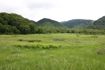 Naklejka premium 7月の尾瀬の風景。雨の降る湿原。