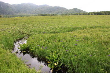 7月の尾瀬の風景。雨の降る湿原。
