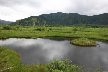 7月の尾瀬の風景。雨の降る湿原。