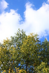 yellow and green leaves against blue sky